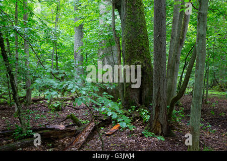 Ur Laub Stand des natürlichen Waldes im Sommer mit gebrochenen Eiche Niederlassung in Vordergrund, Białowieża Wald, Polen, Europa Stockfoto