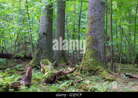 Gruppe von alten Fichten im Laub Stand von Białowieża Wald, Polen, Europa Stockfoto