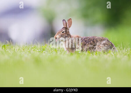 Östlichen Cottontail Kaninchen (Sylvilagus Floridanus) im Frühjahr Stockfoto