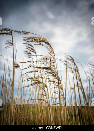 Marsh Schilf weht im Wind, nah und weit Perspektive, am Teich, Sommer