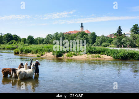 Lamas im Fluss Schwarzer Regen am Kloster Walderbach, Deutschland, Bayern, Bayern, Oberpfalz, Oberpfalz, Walderbach Stockfoto