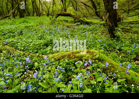 Glockenblumen (Mertensia Virginica) Teppich Waldboden im Carley State Park im südlichen Minnesota im Frühling. Stockfoto