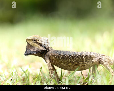 Östliche Bartagame - Pogona barbata Stockfoto