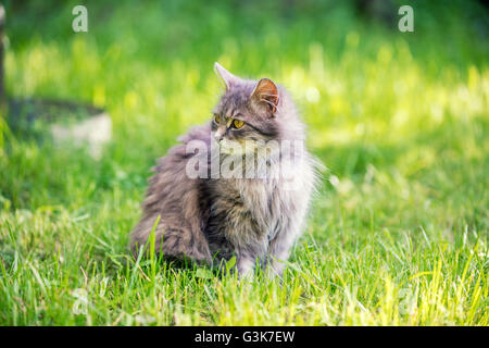Sibirische graue Katze sitzen auf dem Rasen Stockfoto