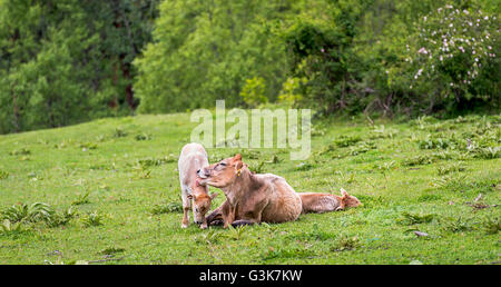 Eine Mutterkuh und ihr Kalb stehen in einem Feld. Stockfoto