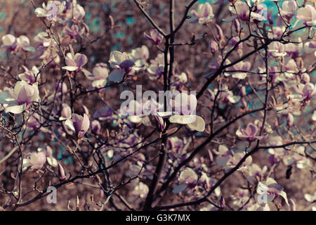 Magnolie Baum Blüte im Park, Tiefenschärfe, getönt Stockfoto