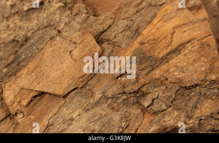 Makroaufnahme von Stein versteinertes Holz isoliert auf weißem Hintergrund Stockfoto