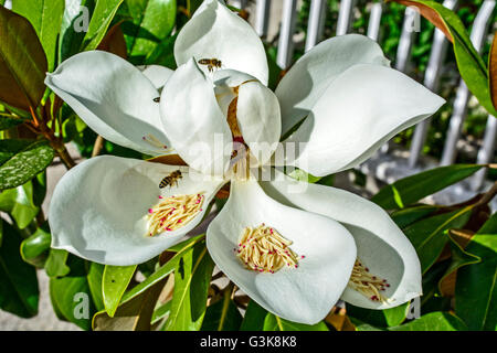 Eine schöne weiße Blüte Magnolia und Bienen, die es besuchen. Stockfoto