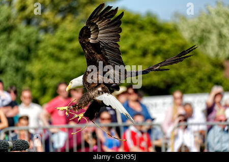 Barry der Weißkopfseeadler (Haliaeetus Leucocephalus) mit Falkner Ben Potter auf der königlichen Bad & West Show 2016, Somerset. Stockfoto