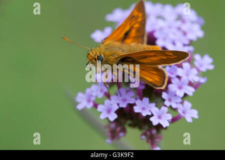 kleine Skipper butterfly Stockfoto