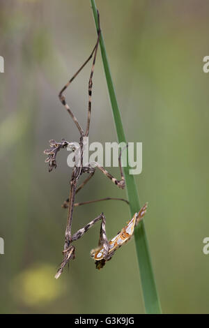 Junge Conehead Mantis (Empusa Pennata) Essen einen Schmetterling Stockfoto