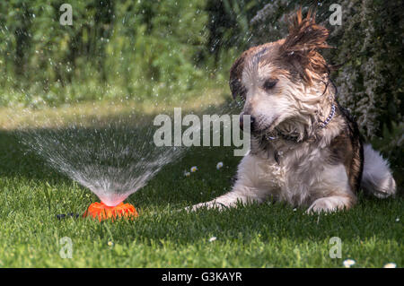 Hund verwirrt durch sprinkler Stockfoto