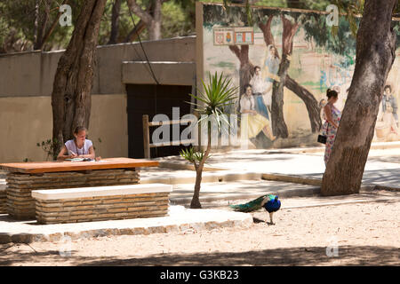 Guardamar del Segura, Alicante, Spanien. 31. Mai 2016: Mädchen lesen in einem Park Spanisch mit einem Pfau neben ihr. Stockfoto