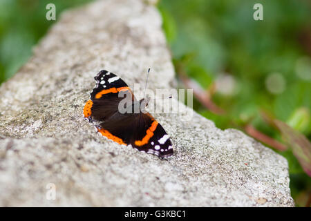 Schöne rote Admiral Schmetterling ruht auf Felsen Stockfoto