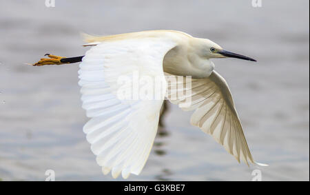 Egretta (Egretta Garzetta) Stockfoto