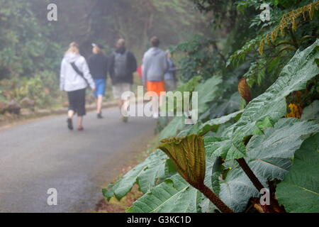 Touristen gehen in einem Nebel zum Krater des Vulkans. Parque Nacional Volcan Poas. Provinz Alajuela, Costa Rica Poas Vulkan Stockfoto