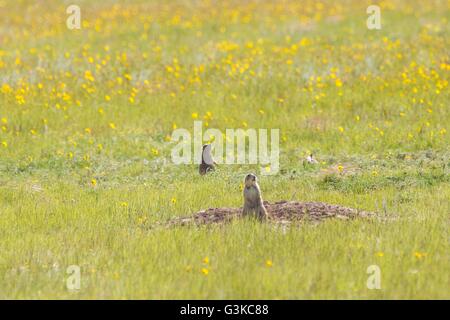 Ein paar schwarze tailed Prairie Hunde Blick eine Höhle in einer Kolonie besetzt ein s Feld in Cheyenne, Wyoming. Stockfoto