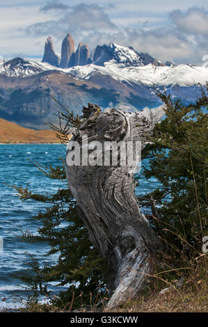 Ein versteinerter Baum am blauen See mit Torres im Hintergrund im Torres del Paine NP, Patagonien, Chile. Stockfoto