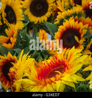 Trauben von Sonnenblumen an der Farmers Market, dass der Rahmen eines quadratischen Erntegut füllen Stockfoto