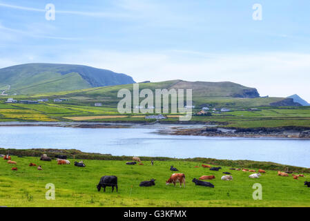 Valentia Island, Iveragh-Halbinsel, Skellig Ring, Kerry, Irland, Europa Stockfoto