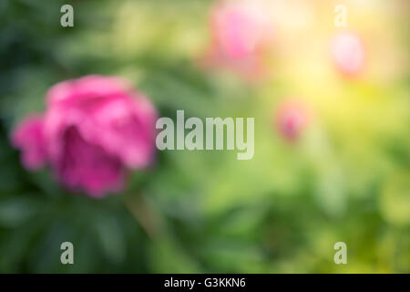 Muttertag-Hintergrund mit Pfingstrosen Blumen Stockfoto