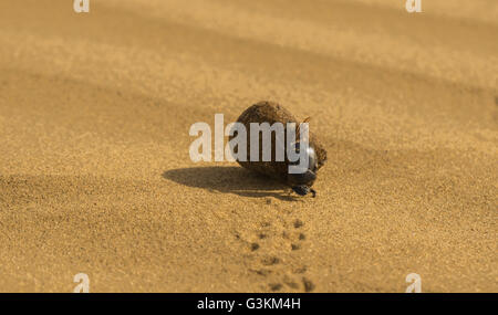Mistkäfer in der Thar Wüste Stockfoto
