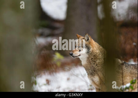 Grauer Wolf (Canis Lupus) verschneiten Wald, Nationalpark Bayerischer Wald, Bayern, Deutschland Stockfoto