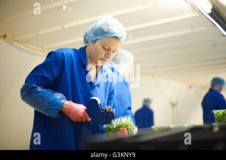 Frau trägt Haarnetz auf Produktionslinie mit Preis-Pistole Stockfoto