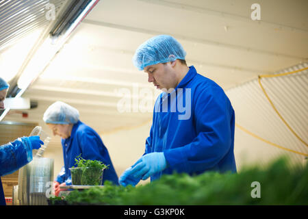 Arbeiter am Fließband tragen Haarnetze Verpackung Gemüse Stockfoto