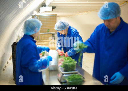 Arbeiter am Fließband tragen Haarnetze Verpackung Gemüse Stockfoto