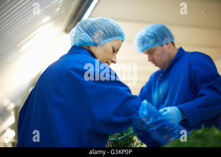 Arbeiter am Fließband tragen Haarnetze Verpackung Gemüse Stockfoto