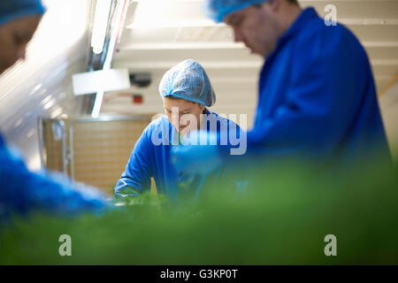 Arbeiter am Fließband tragen Haarnetze Verpackung Gemüse Stockfoto