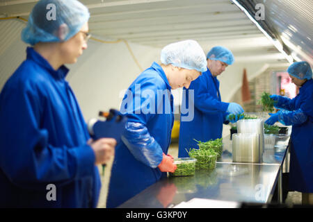 Arbeiter am Fließband tragen Haarnetze Verpackung Gemüse Stockfoto