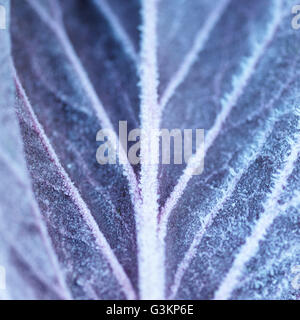 Full-Frame close up Portrait of Frost auf lila Blatt Stockfoto