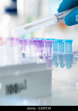 Wissenschaftler, die Vorbereitung eines DNA-Abstrich für die Analyse in einem Labor für forensische oder Vaterschaft testen Stockfoto