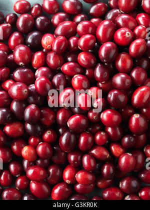 Preiselbeeren, full-Frame, Nahaufnahme Stockfoto