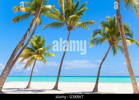 Schiefe Palmen am Strand, Dominikanische Republik, Karibik Stockfoto