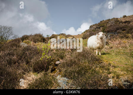 Porträt eines Schafes am Hang, Porthmadog, Wales, UK Stockfoto