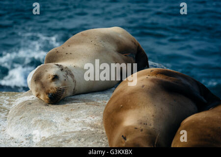 Seelöwen auf den Klippen mit Blick auf den Pazifischen Ozean, in La Jolla, Kalifornien. Stockfoto