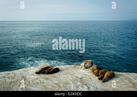 Seelöwen auf den Klippen mit Blick auf den Pazifischen Ozean, in La Jolla, Kalifornien. Stockfoto