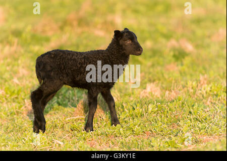 Heidschnucke, Moor-Schafe (Ovis Ammon f.aries), Lamm in der Wiese Stockfoto