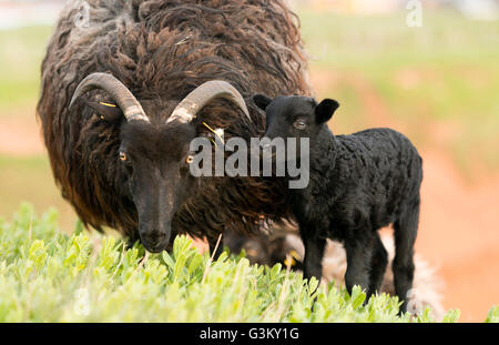 Heidschnucke, Moor-Schafe (Ovis Ammon f.aries) mit Lamm auf Wiese, Schleswig-Holstein-Helgoland, Deutschland Stockfoto