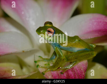 Boophis Elenae (Boophis Elenae) im Regenwald, Ranomafana Nationalpark, Southern Highlands, Madagaskar Stockfoto