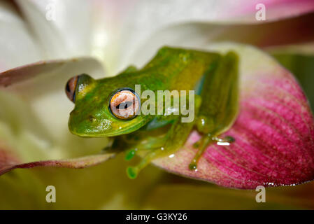 Boophis Elenae (Boophis Elenae) im Regenwald, Ranomafana Nationalpark, Southern Highlands, Madagaskar Stockfoto