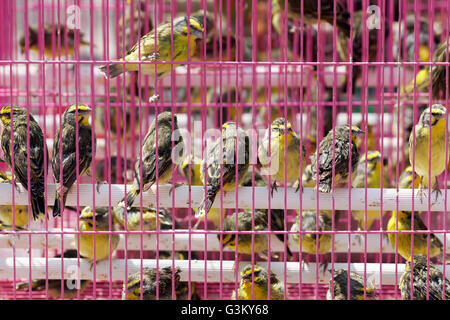 Singvögel zu verkaufen, rosa Käfig, Vogelmarkt, Yuen Po Street Bird Garden, Mong Kok, Kowloon, Hong Kong, China Stockfoto