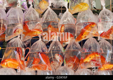 Goldfische zu verkaufen, Schwimmen in Plastiktüten, Goldfish Market, Bezirk Mong Kok, Kowloon, Hong Kong, China Stockfoto