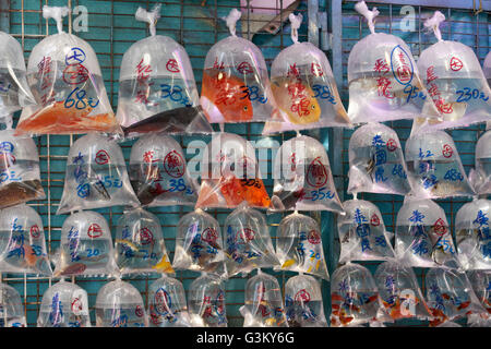 Goldfische zu verkaufen, Schwimmen in Plastiktüten, Goldfish Market, Bezirk Mong Kok, Kowloon, Hong Kong, China Stockfoto