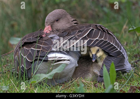 Graugans (Anser anser) mit Küken im Gefieder, Schleswig-Holstein, Deutschland Stockfoto