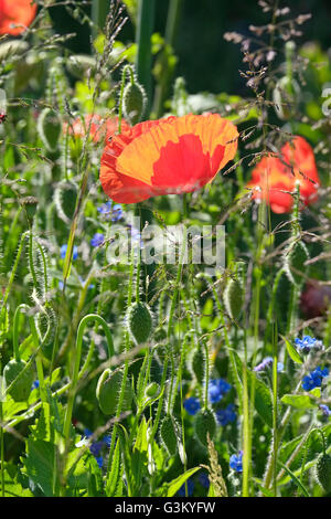 Wildblumen im englischen Garten Stockfoto