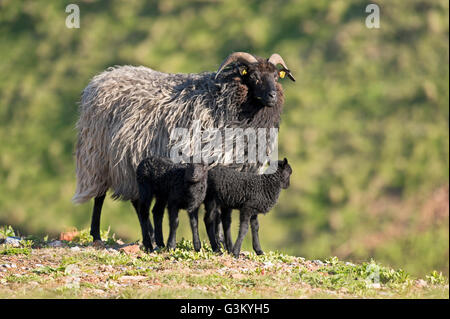 Heidschnucke, Moor-Schafe (Ovis Ammon f.aries) mit zwei Lämmer, Schleswig-Holstein-Helgoland, Deutschland Stockfoto